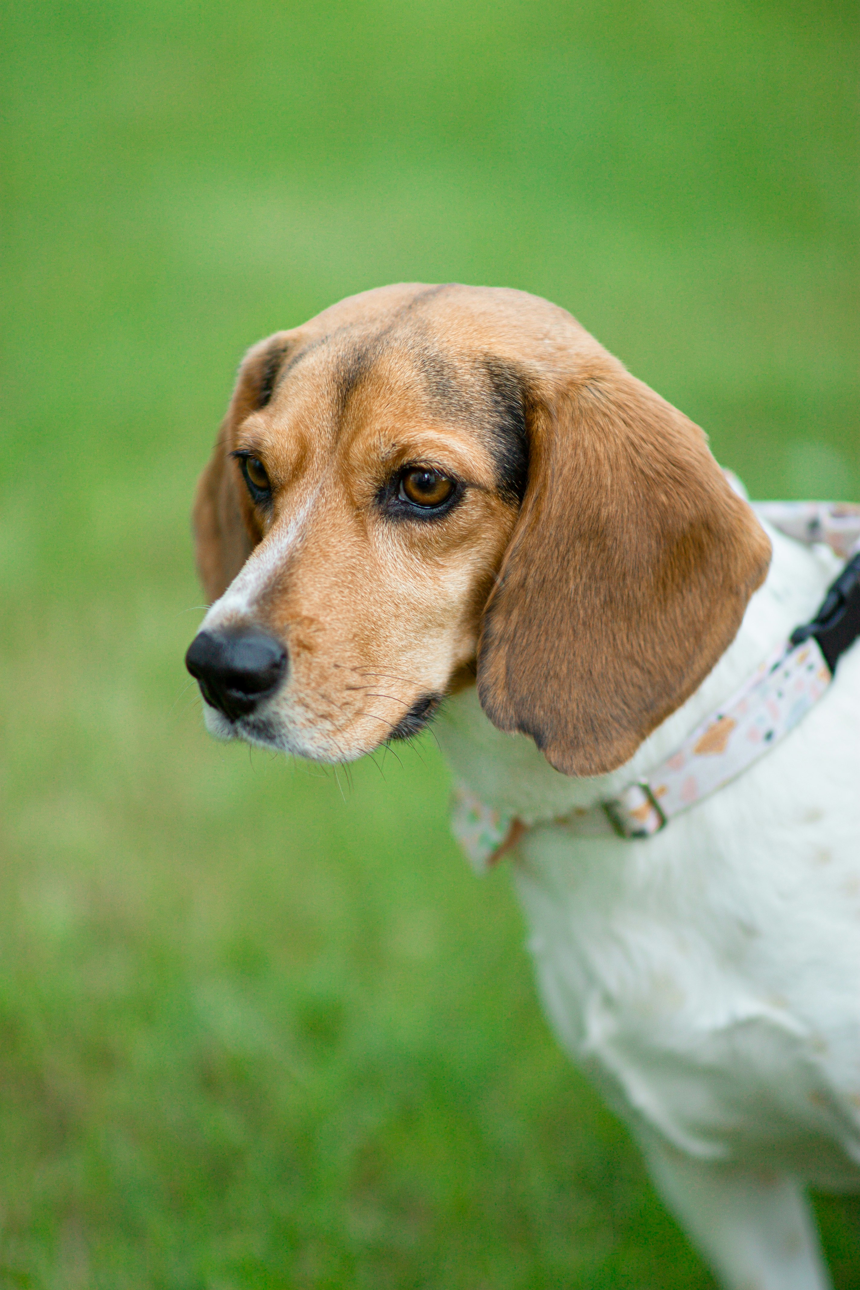 brown and white short coated dog